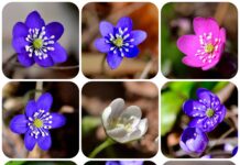 Blåsippskavalkad #gotlanduppochner #blåsippor #blåsippa #blåsippanuteibackarnast…